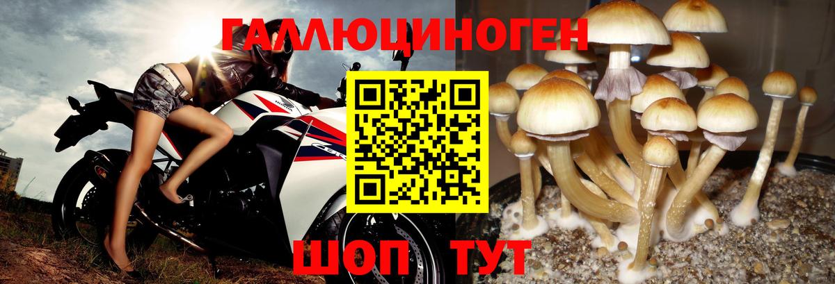 Псилоцибиновые грибы Cubensis Ликино-Дулёво